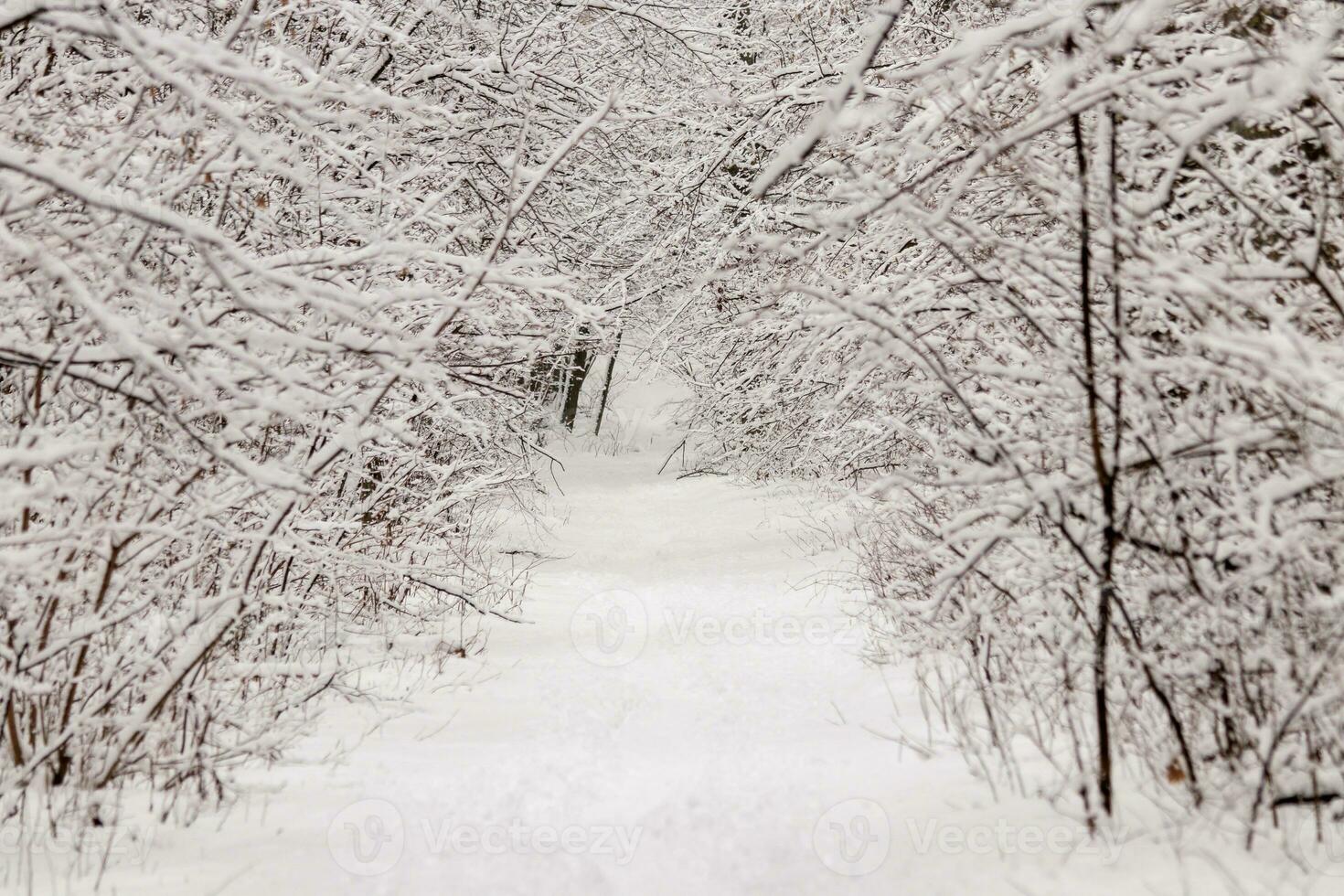 Beautiful winter forest with a beaten path photo