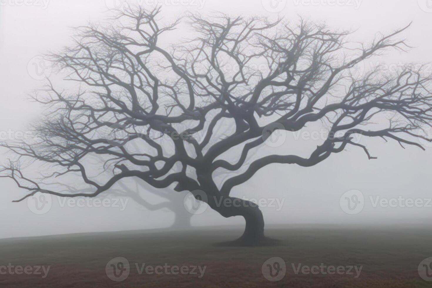 lonely bare tree in the fog photo