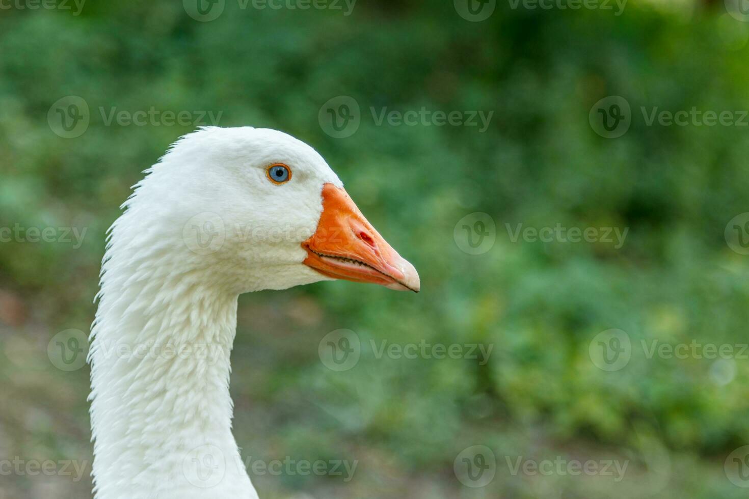 beautiful swans sit on green grass photo