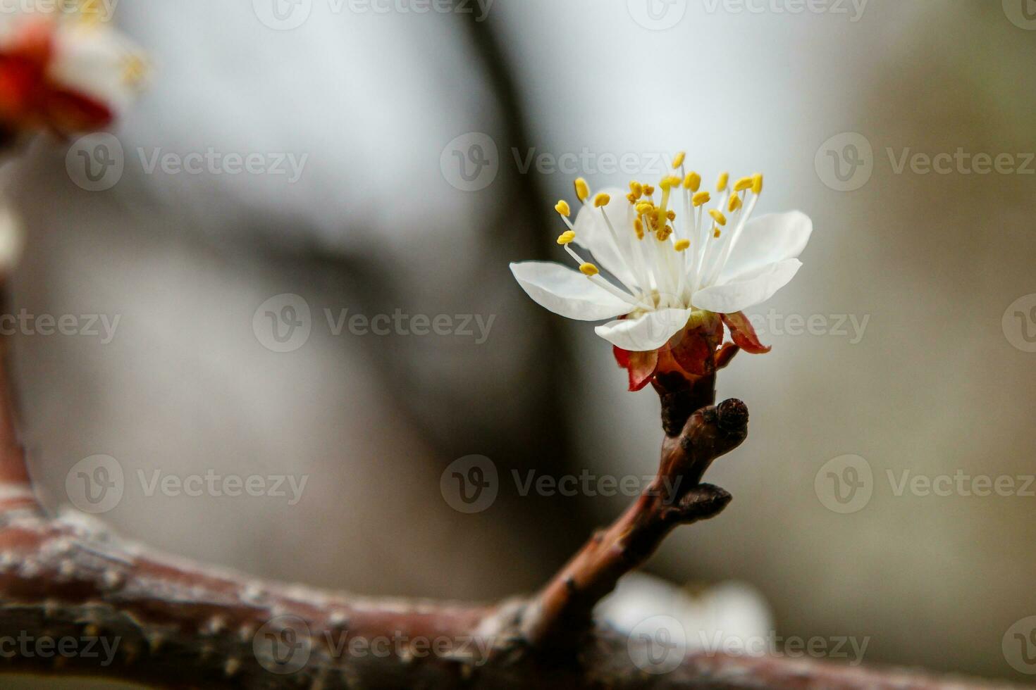 hermosamente floración Cereza ramas en cuales el abejas sentar foto