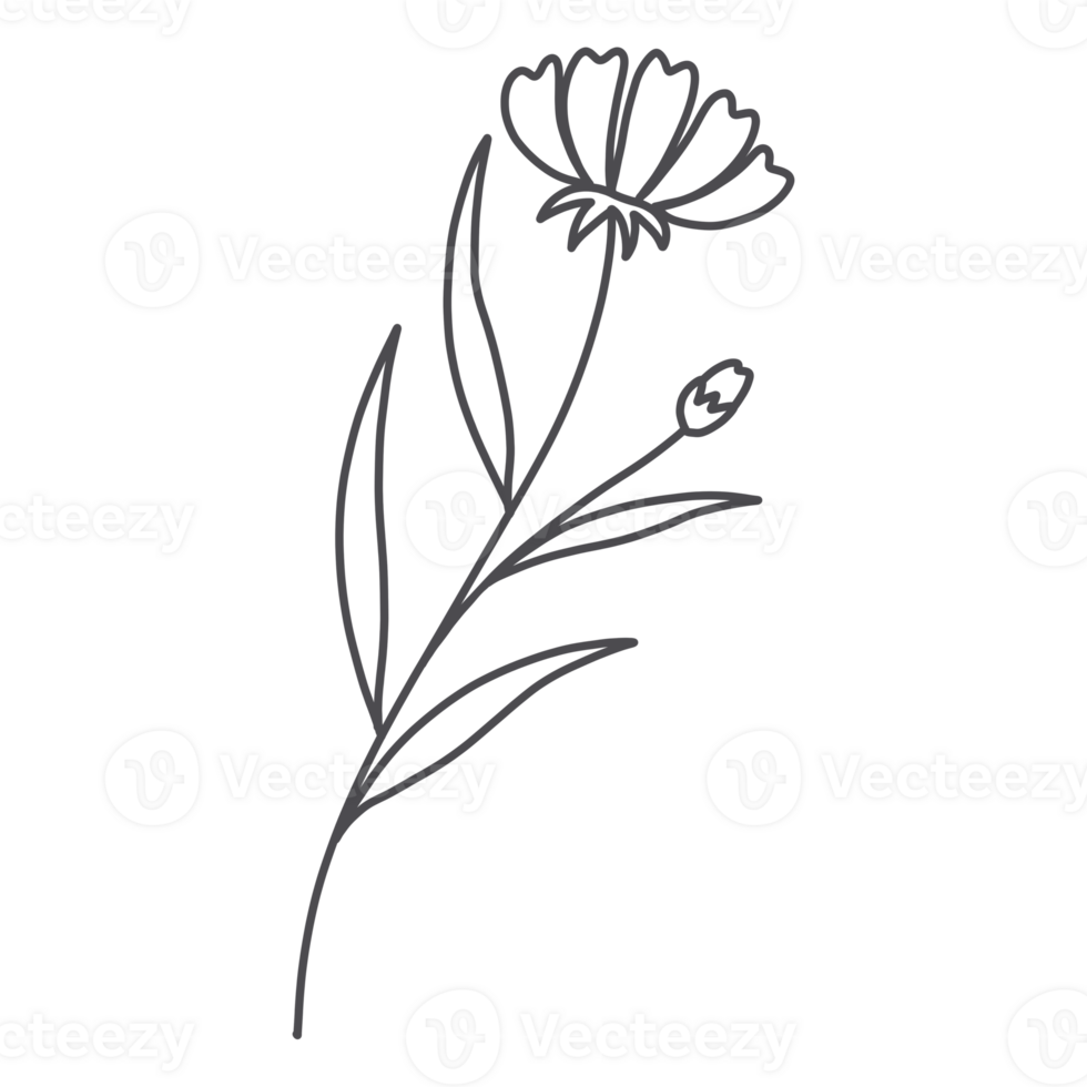 Line Art Floral png