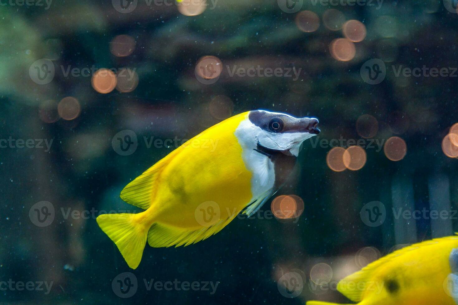 Fish Siganus vulpinus photo
