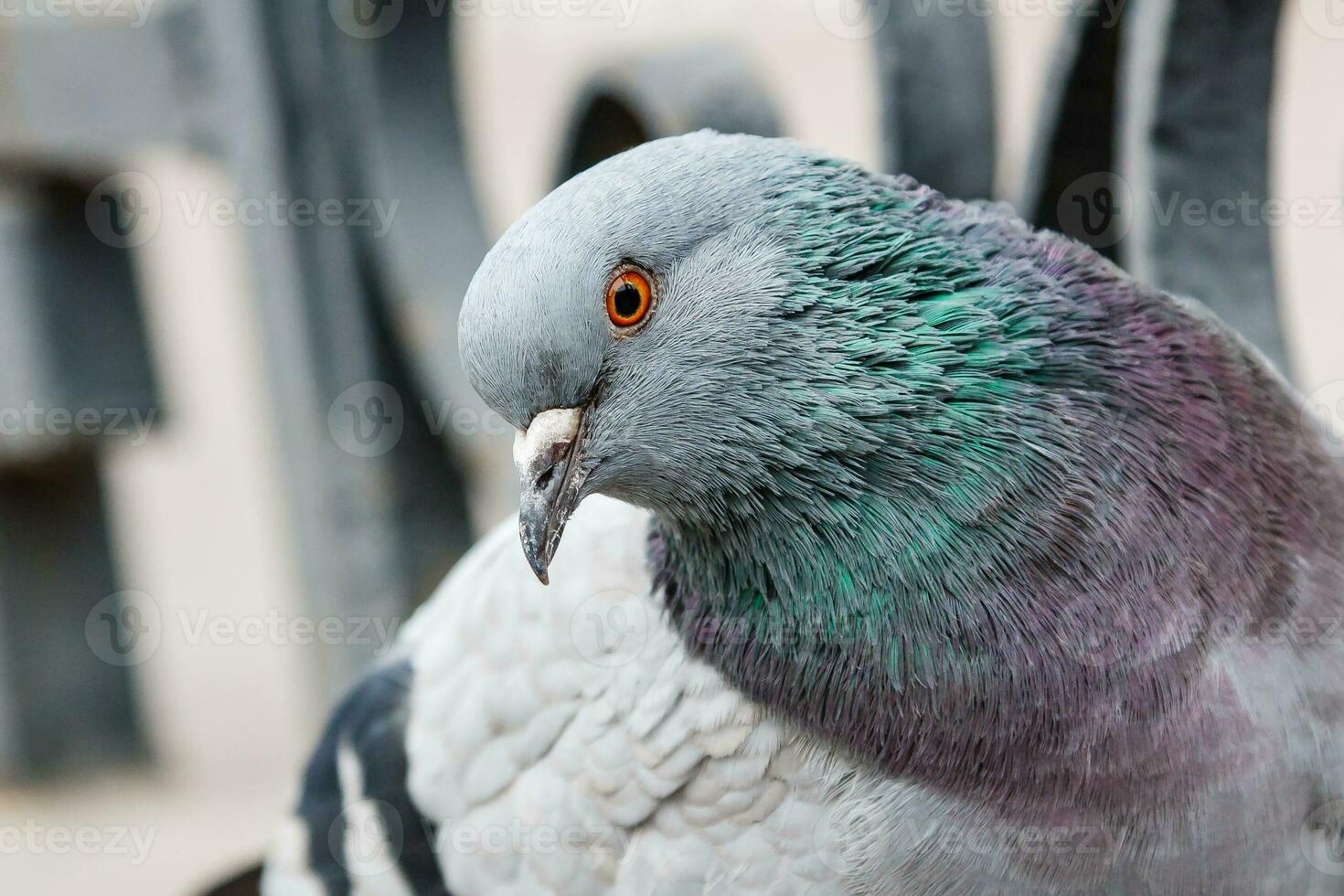 portrait of a beautiful dove photo