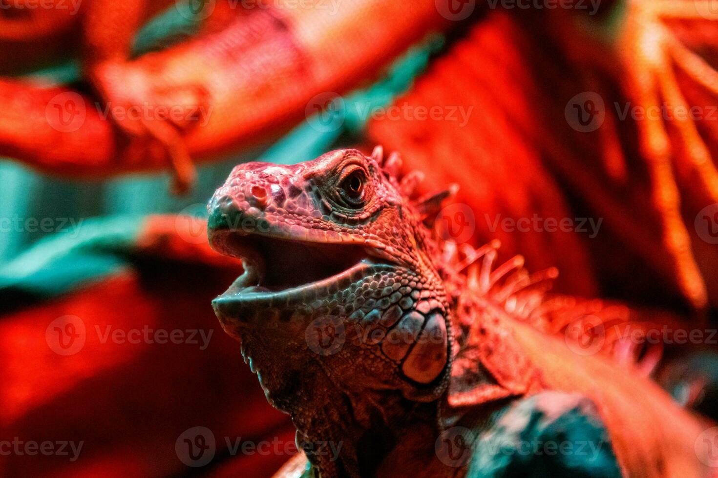beautiful iguana lizard photo