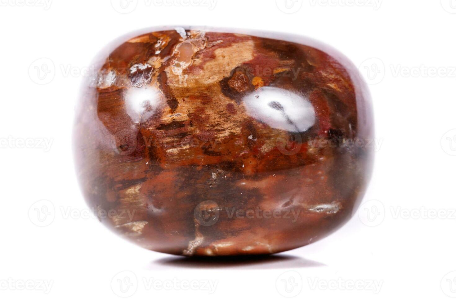Macro mineral stone ground petrified tree on white background photo