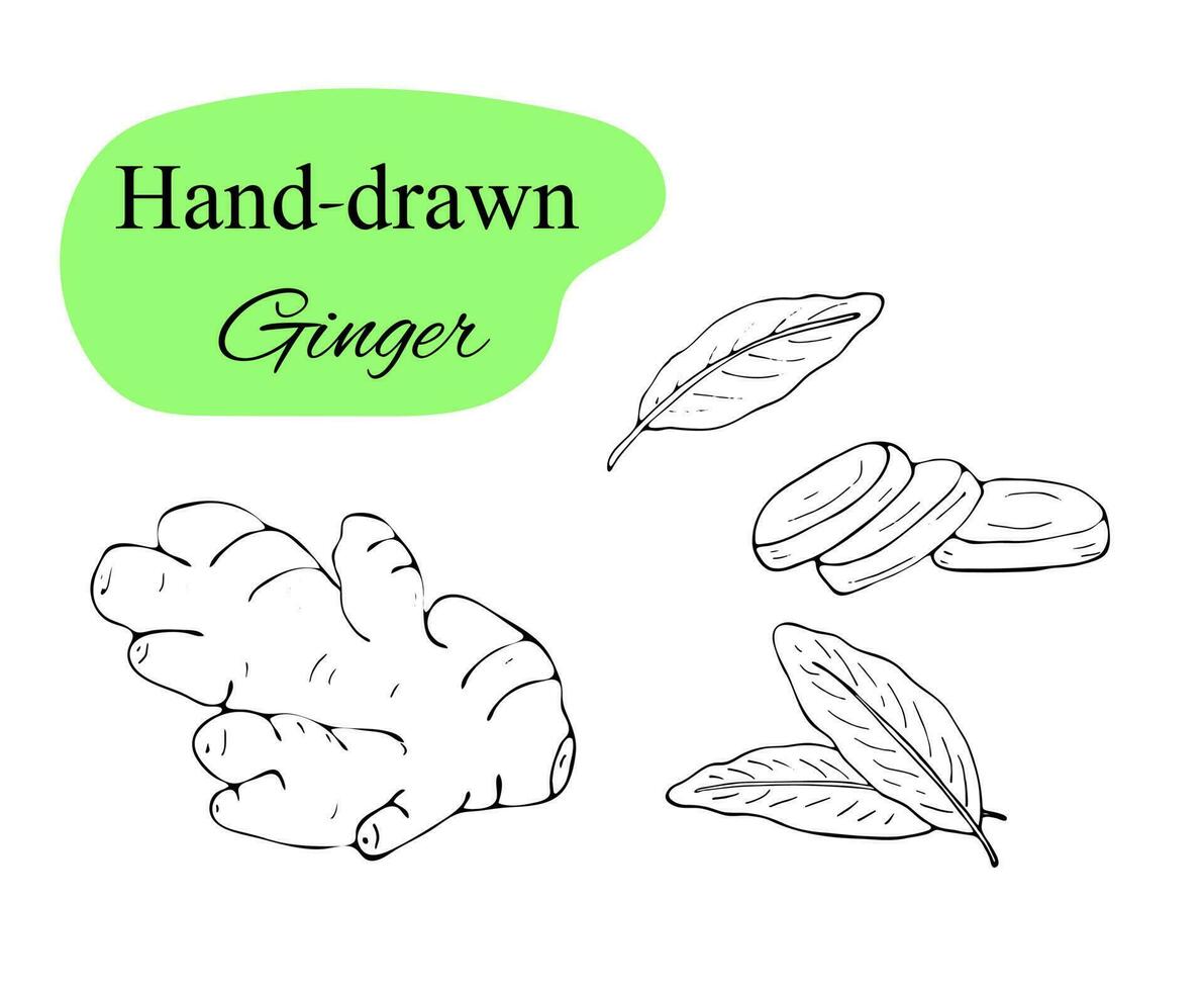 Vector collection of hand-drawn ginger. Sketches from the root, cut pieces, and leaves of ginger.