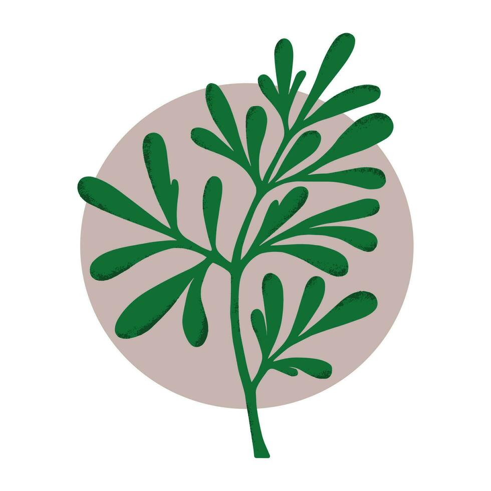 Medicinal plant, Ruta graveolens. Botanical vector illustration.