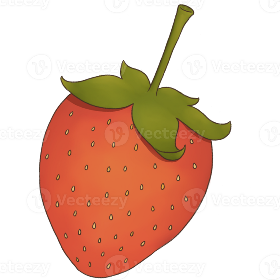 Fruit Illustration Hand Drawn png