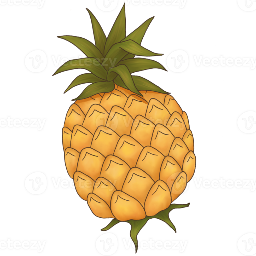 Fruit Illustration Hand Drawn png