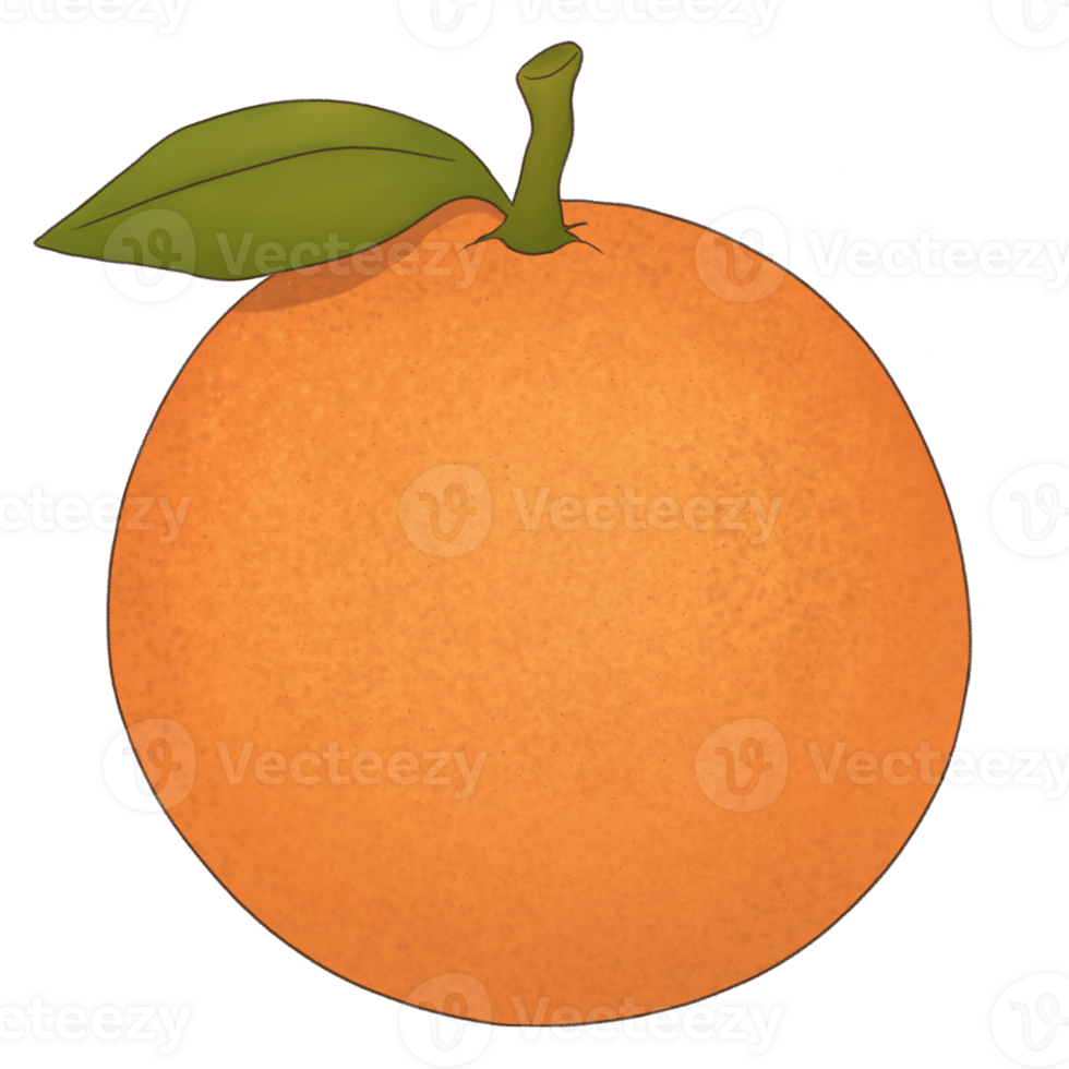 Fruit Illustration Hand Drawn png