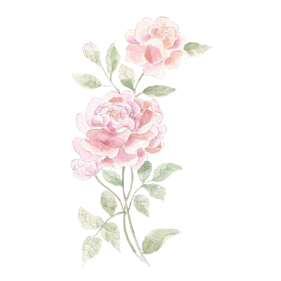 Pink Rose Watercolor Flower For Post Card png