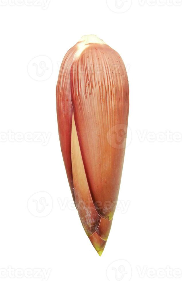 Banana blossom isolated on transparent background without shadow. photo