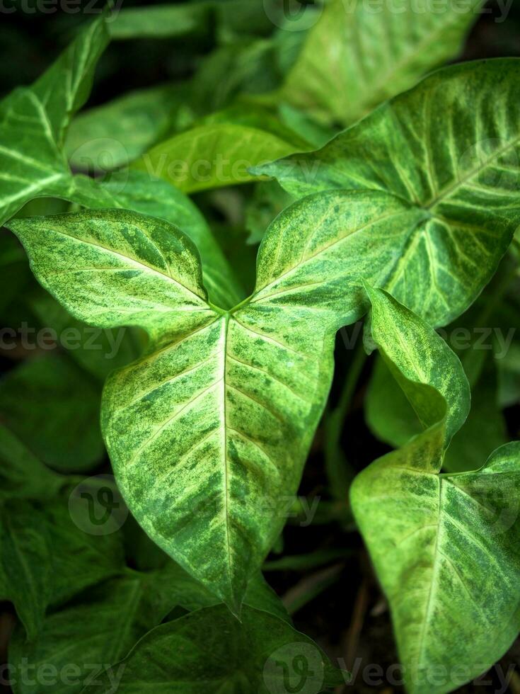 variegated plant in pot decorate house photo