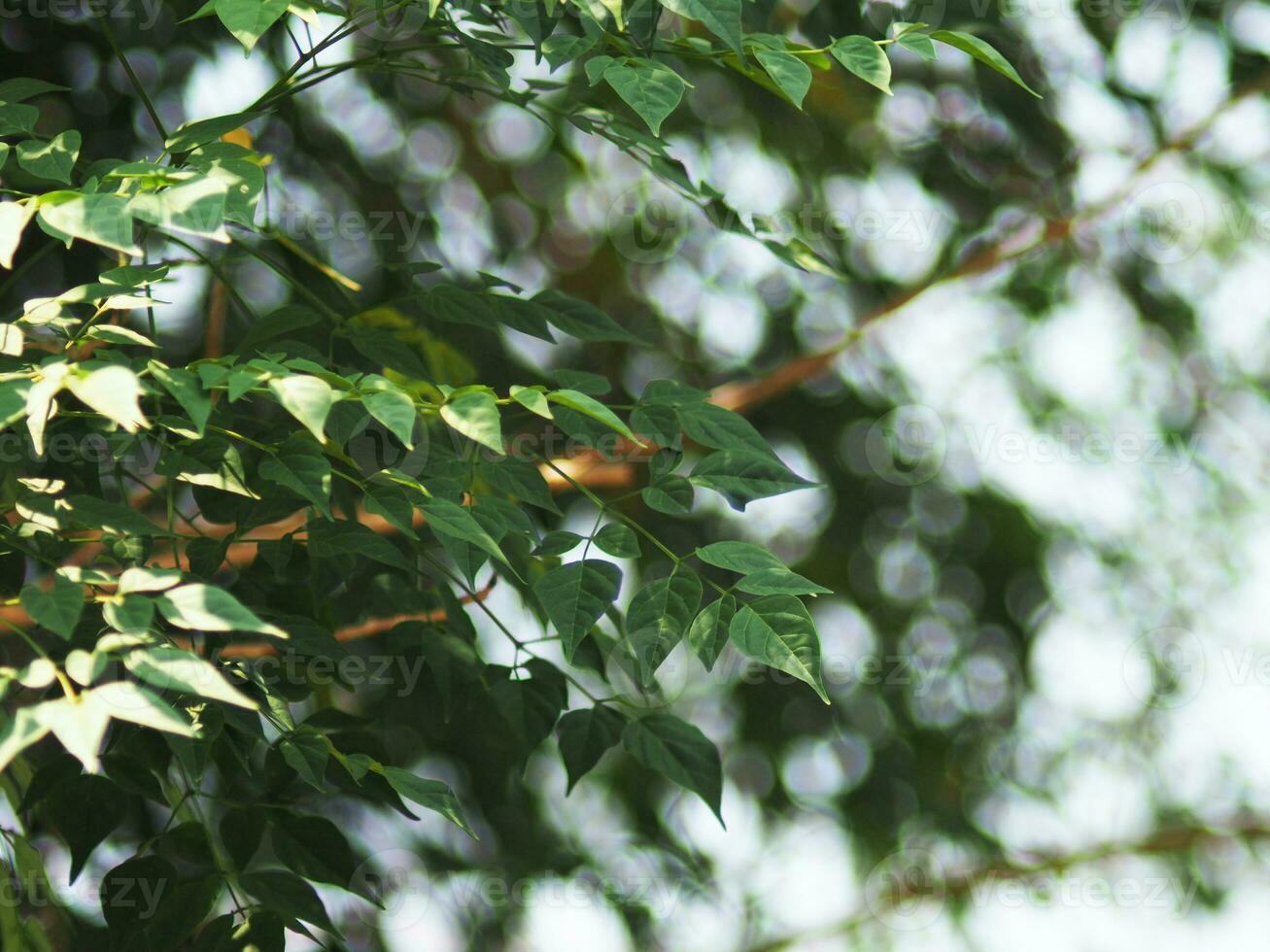 verde leafe con antecedentes bokeh naturaleza cargando foto