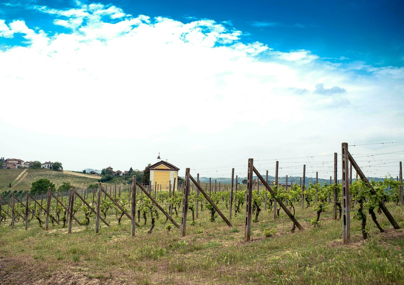 beautiful vineyards in Costigliole d'Asti, in the Piedmontese Langhe on a spring day in 2023 photo