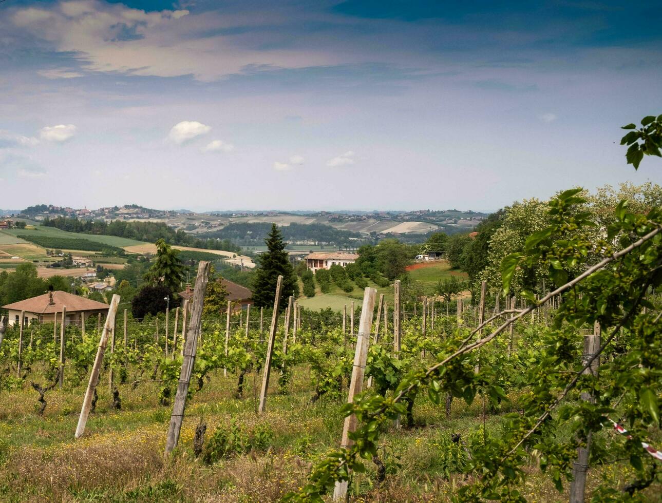 beautiful vineyards in Costigliole d'Asti, in the Piedmontese Langhe on a spring day in 2023 photo