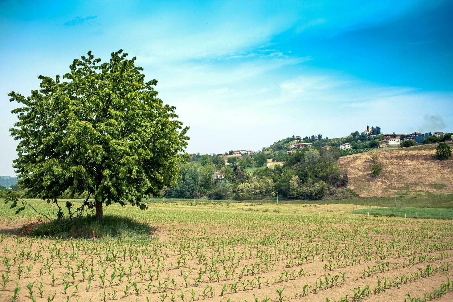 beautiful spring landscapes in Costigliole d'Asti, in the Piedmontese langhe of the Asti area, in the spring of 2023 photo