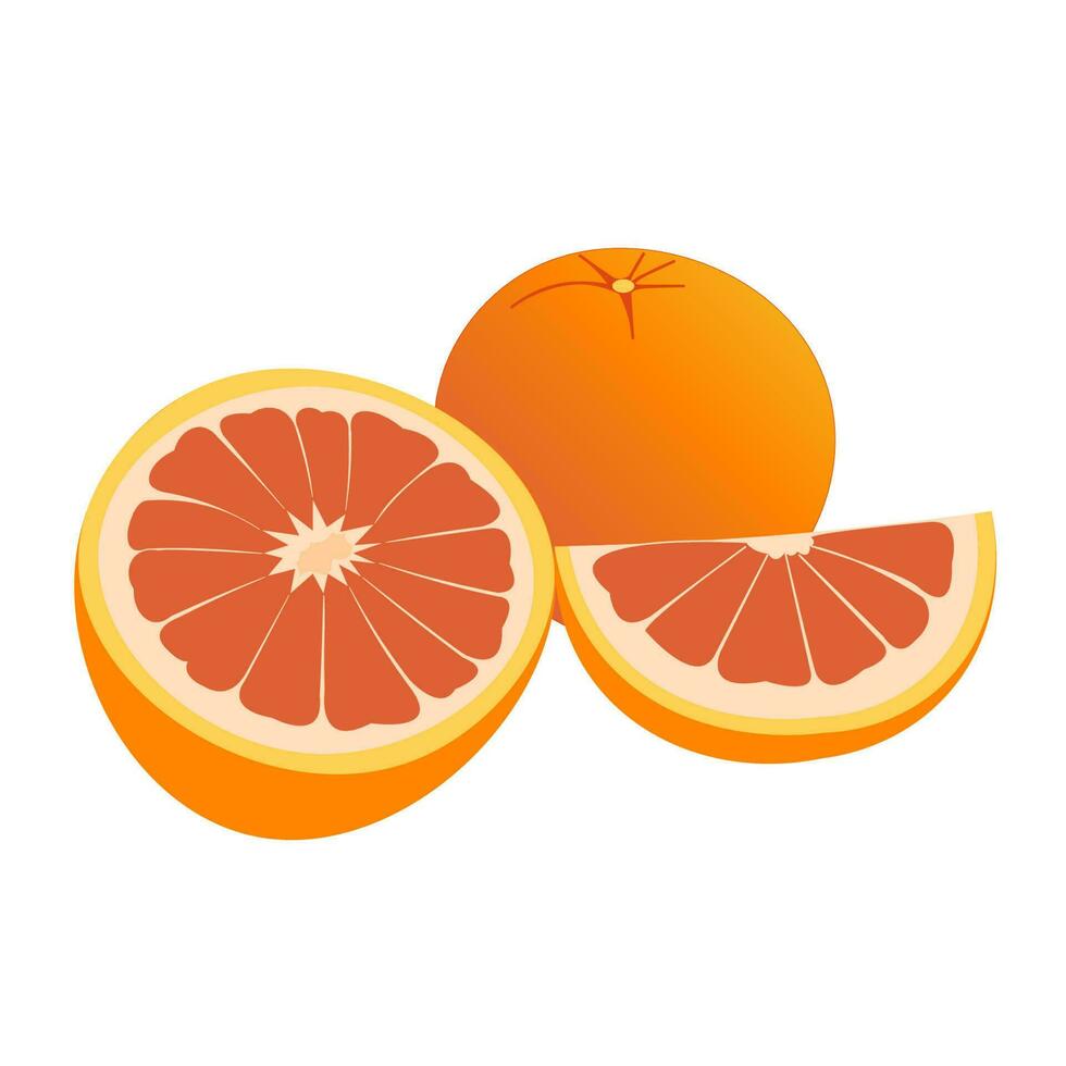 vector illustration of a grapefruit. Lines art tropical fruit, doodle realistic