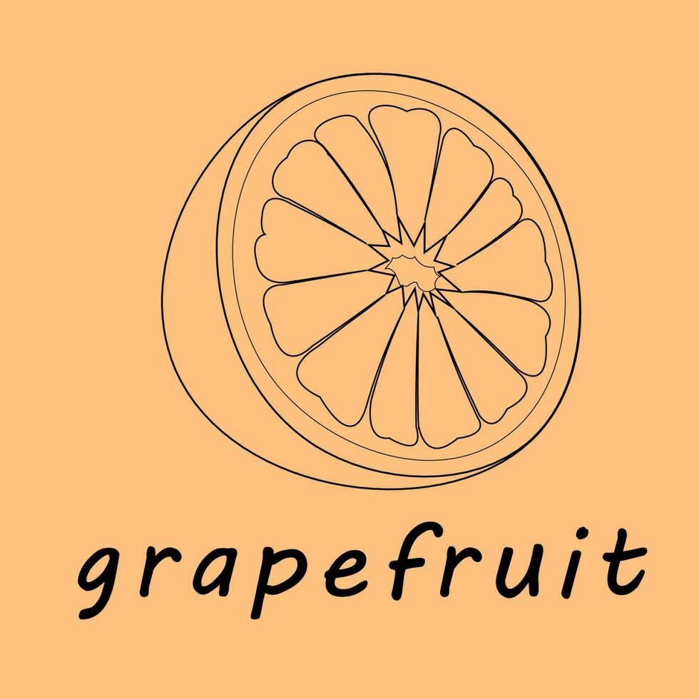 vector illustration of a grapefruit. Lines art tropical fruit, doodle realistic