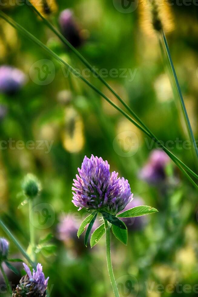 purple clover flower among green grass on a summer day photo