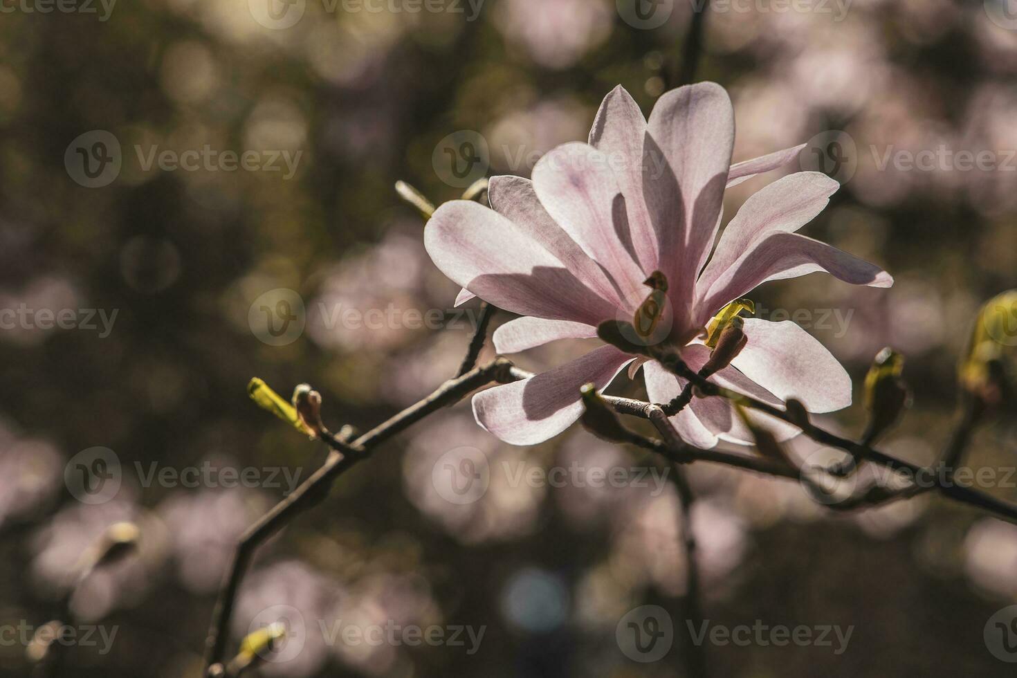 delicate large bright magnolia flowers on a spring tree in the warm sunshine photo