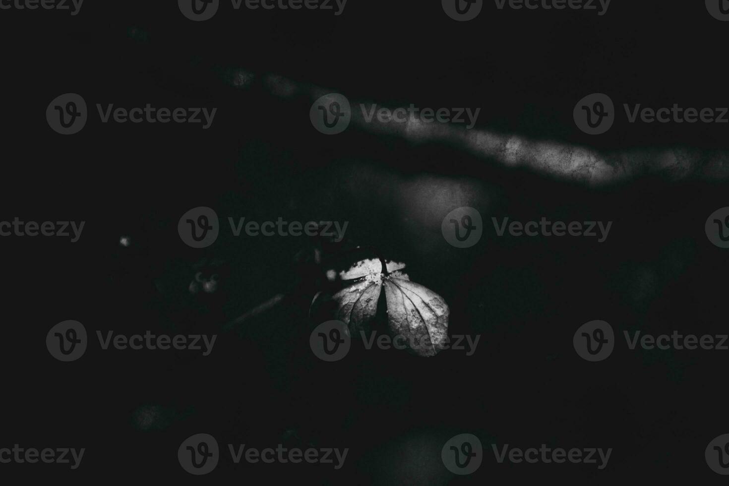 a withered delicate flower in the garden on a cold frosty day during falling white snow photo