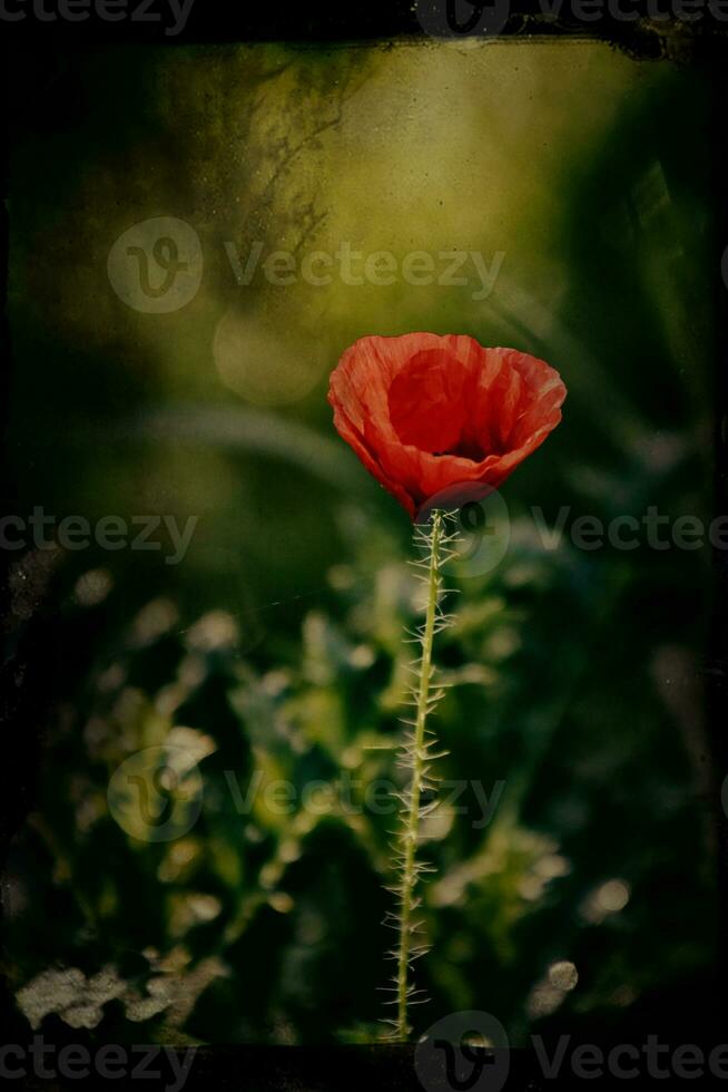 red delicate summer poppy on green meadow background photo