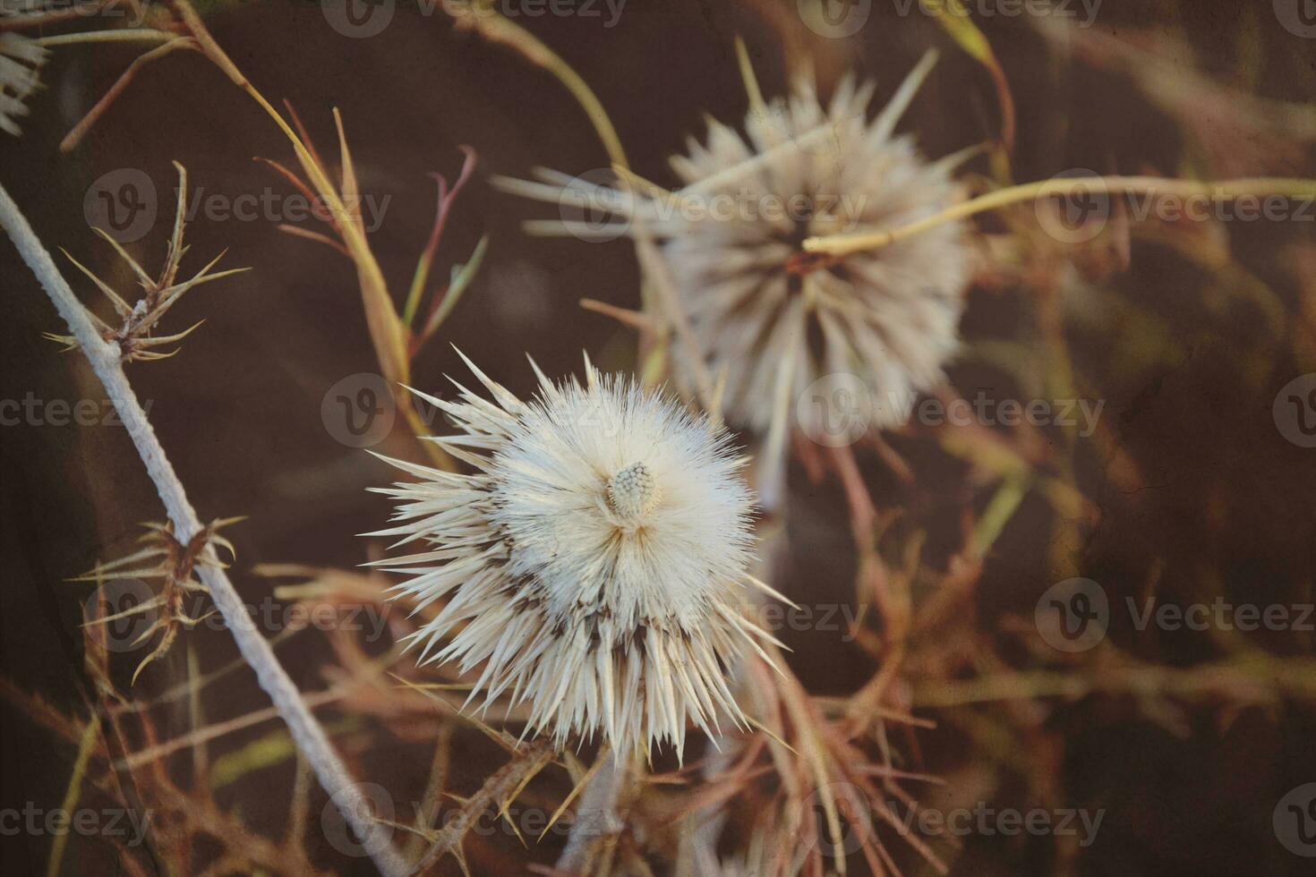 interesting original plant on a beige background in the meadow on a summer day photo