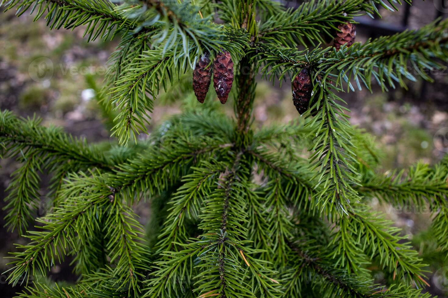 green background with conifer branches outside in the park photo