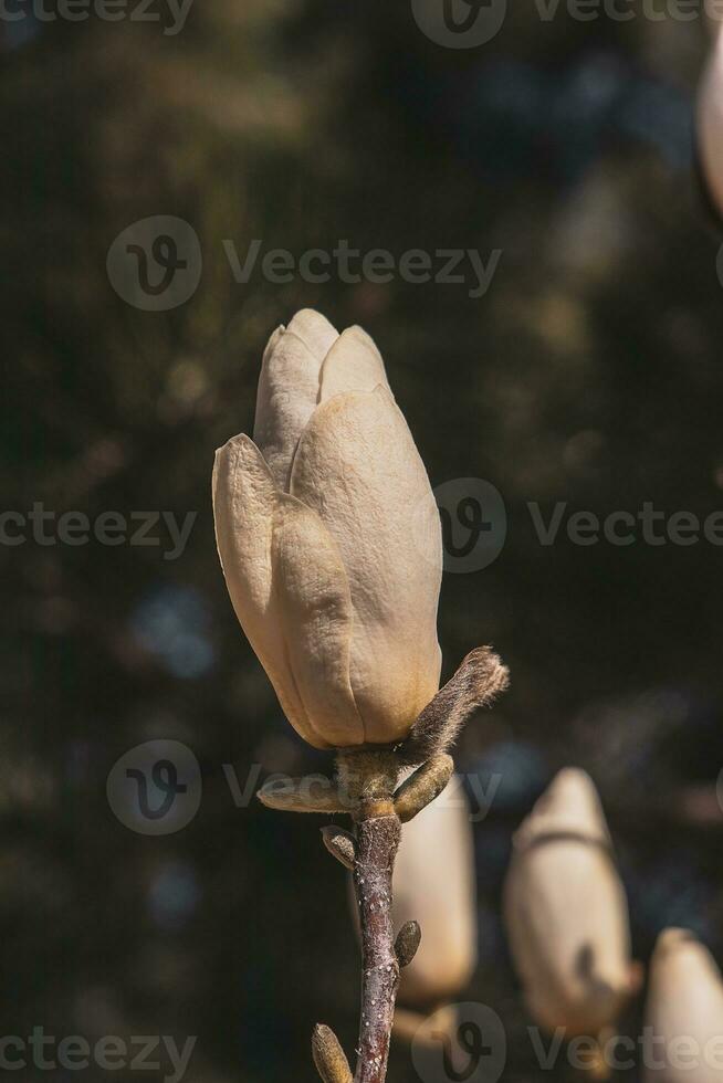delicado grande brillante magnolia flores en un primavera árbol en el calentar Brillo Solar foto