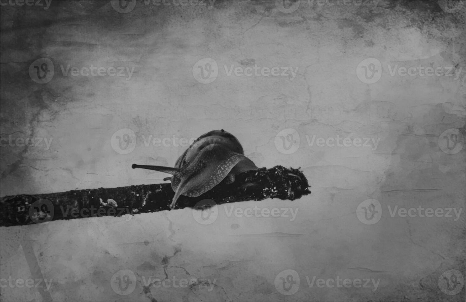 little beige snail with a shell climbing on a stick on a light cream background photo