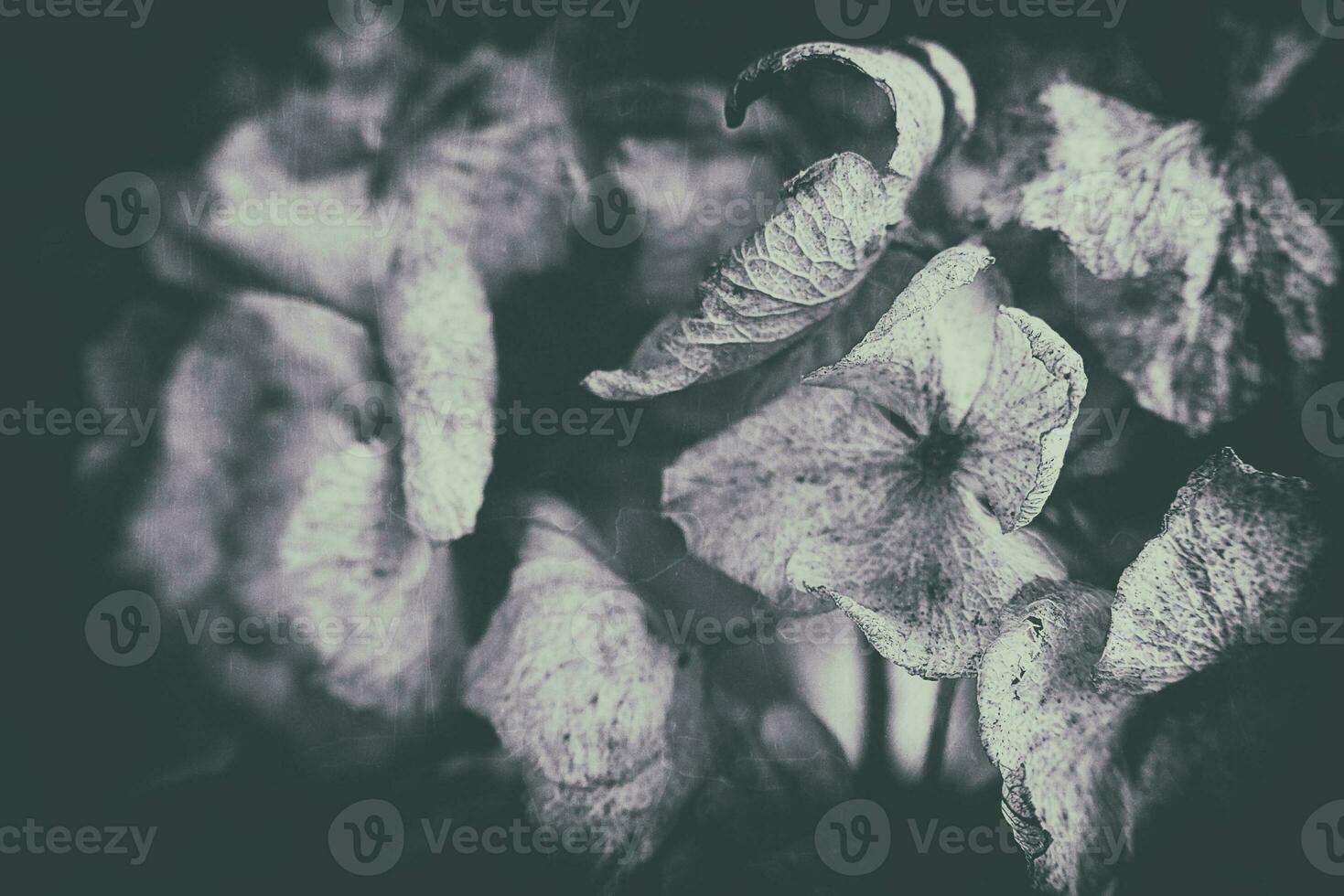 dry last year's hydrangea growing in the spring garden among green leaves photo