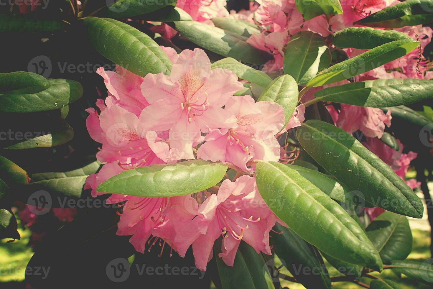 red rhododendron in the summer warm sun in a green garden photo