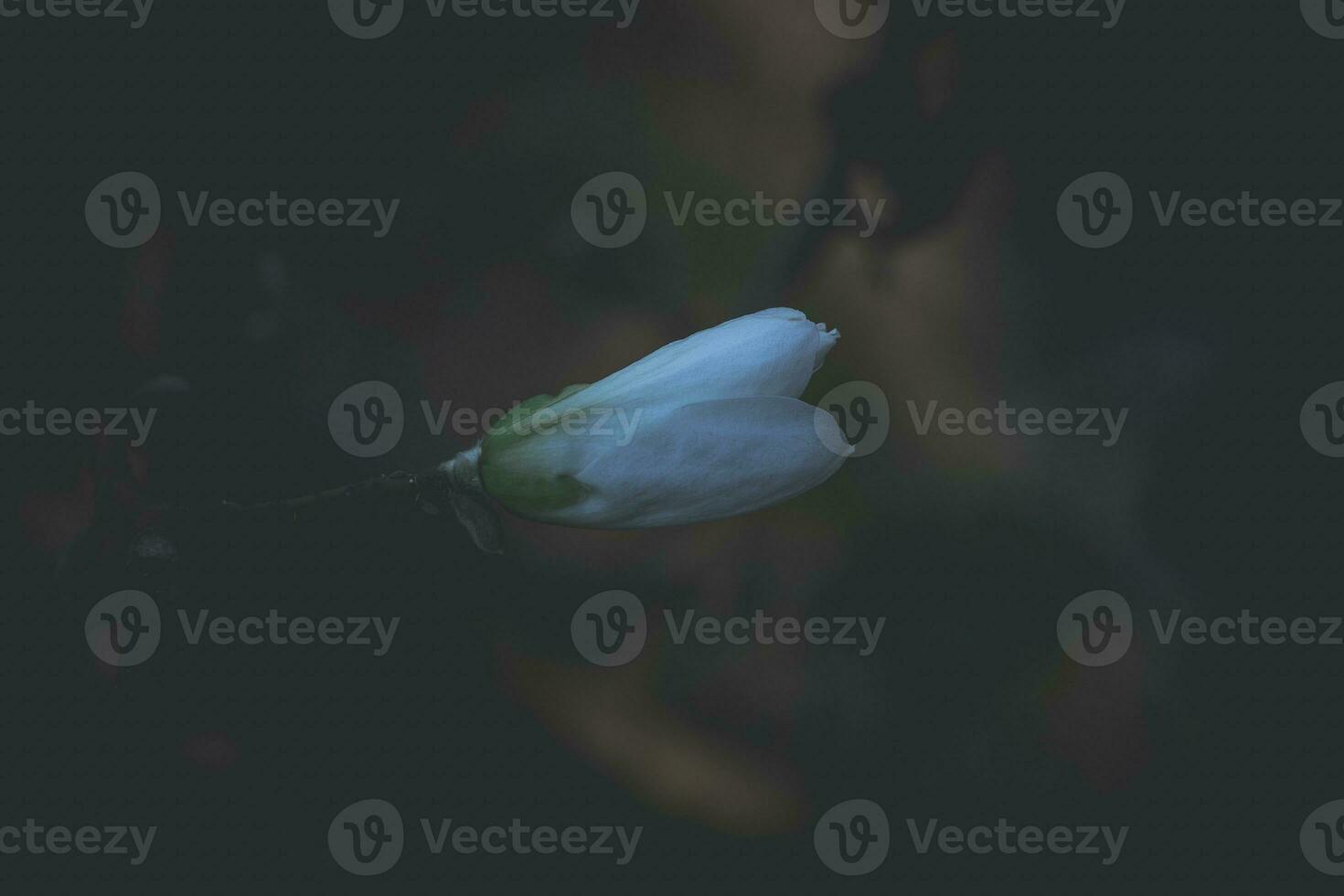 delicate large bright magnolia flowers on a spring tree in the warm sunshine photo