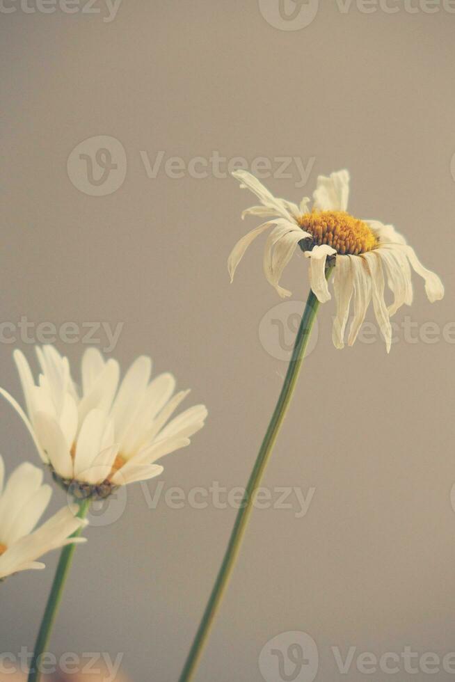 small original delicate free field flowers camomile on a light background photo