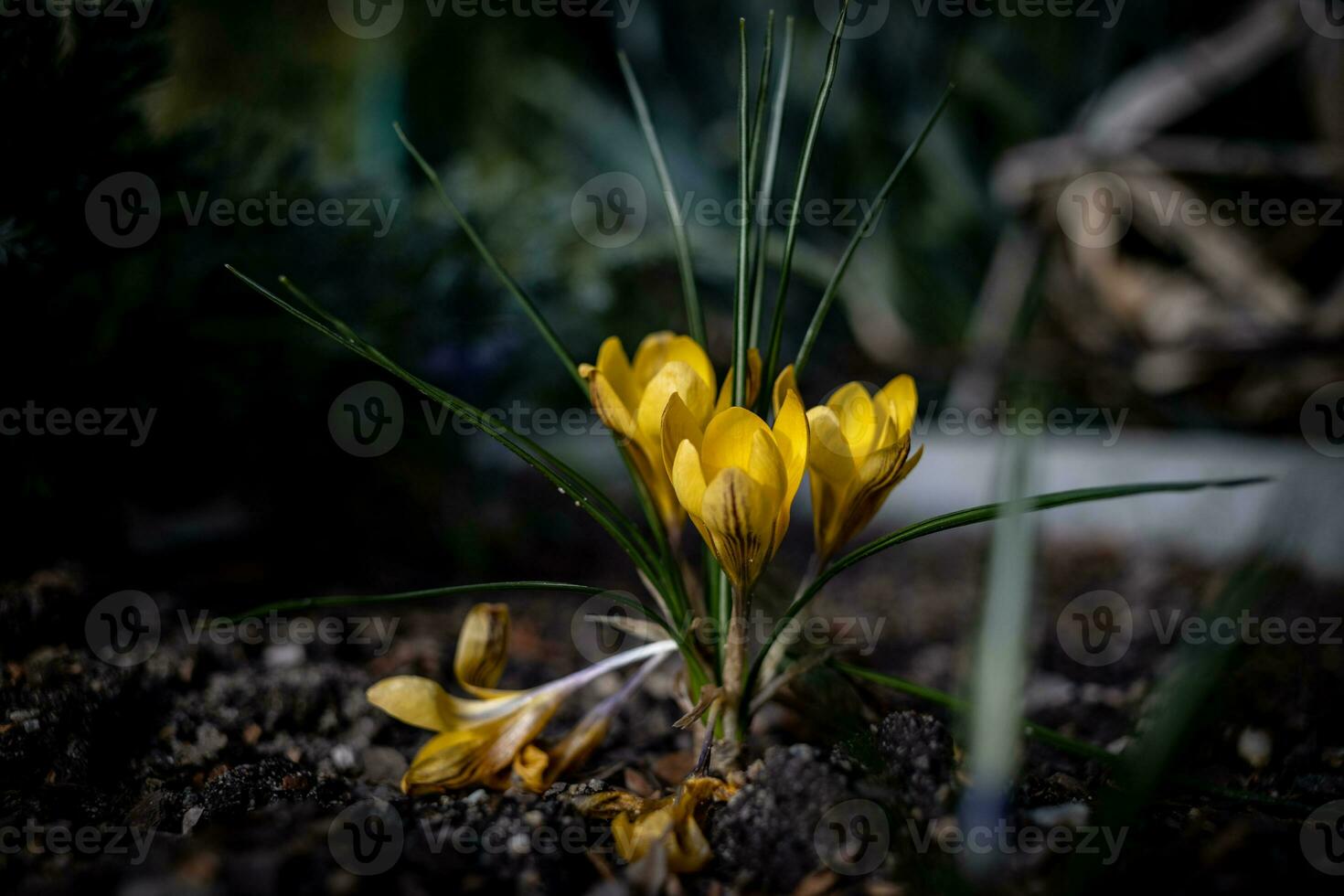 delicate yellow flower, crocus growing in the spring garden photo