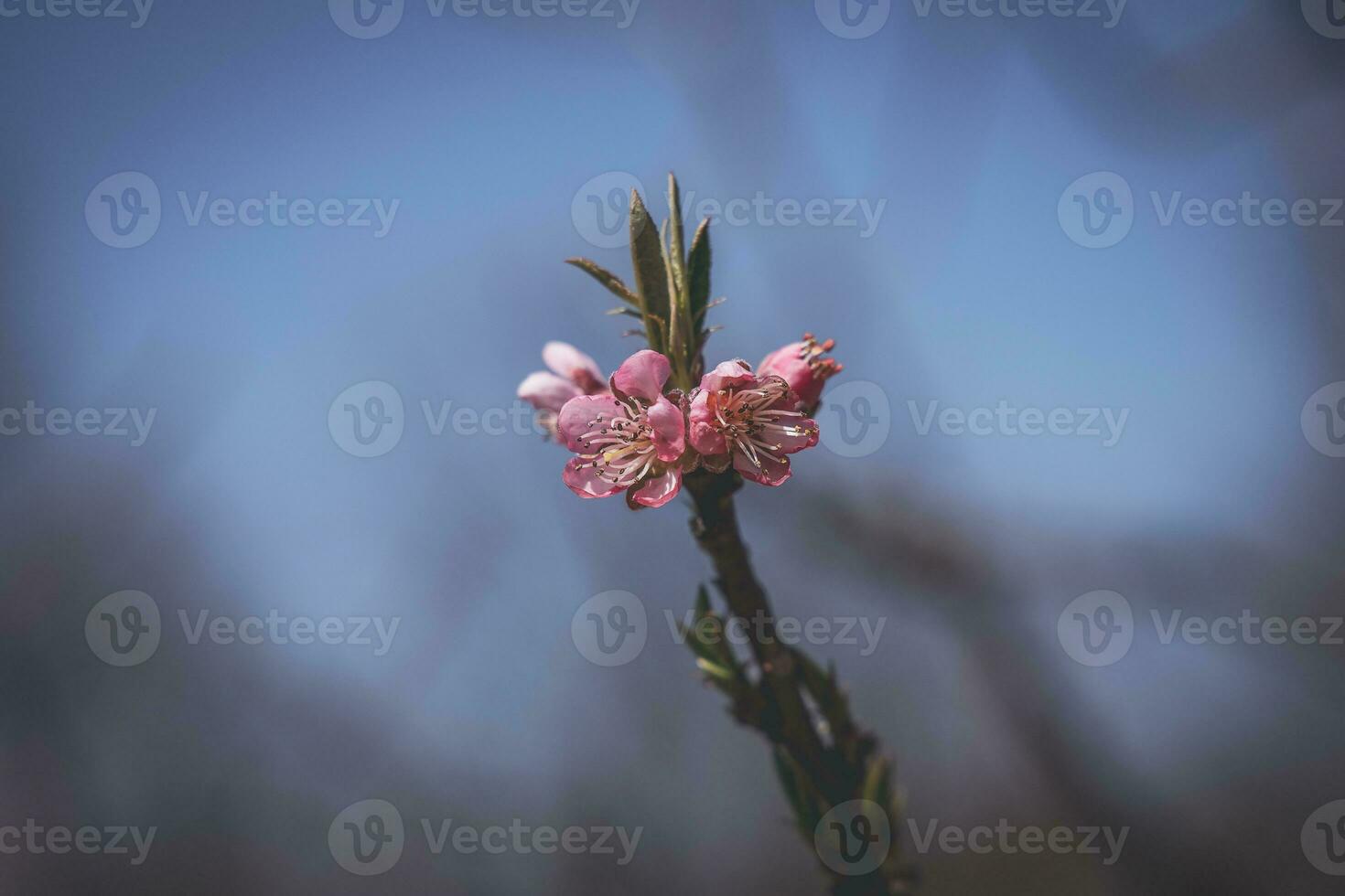 branch of tree with white spring pink flowers on a warm sunny day in close-up photo