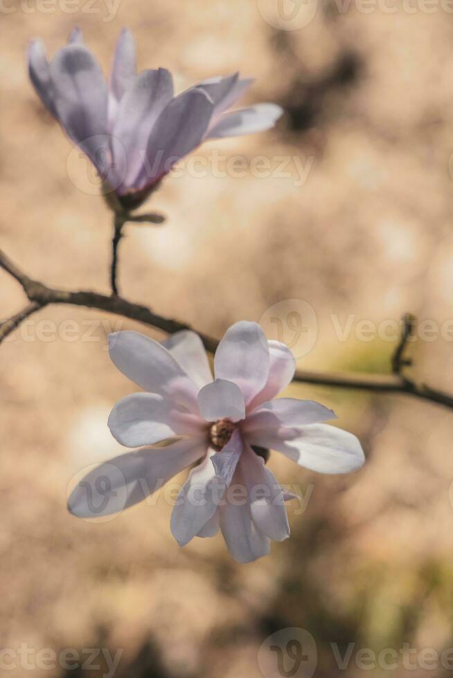 delicate large bright magnolia flowers on a spring tree in the warm sunshine photo