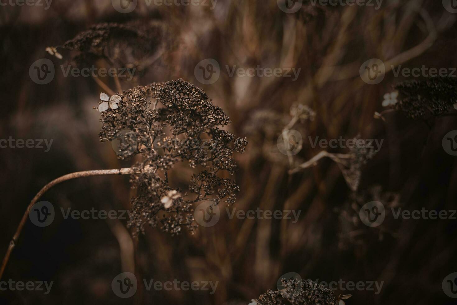 last autumn flower on a branch on a brown background in the garden photo