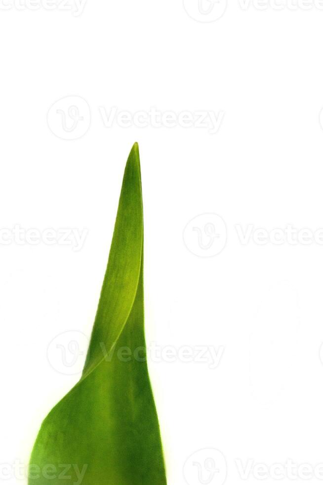 green natural spring tulip leaf isolated on white background photo