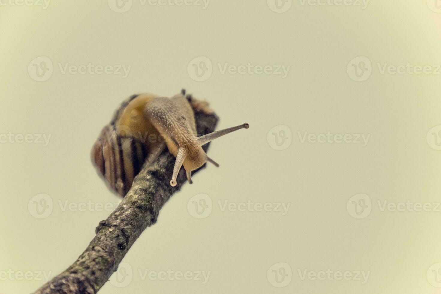 little beige snail with a shell climbing on a stick on a light cream background photo