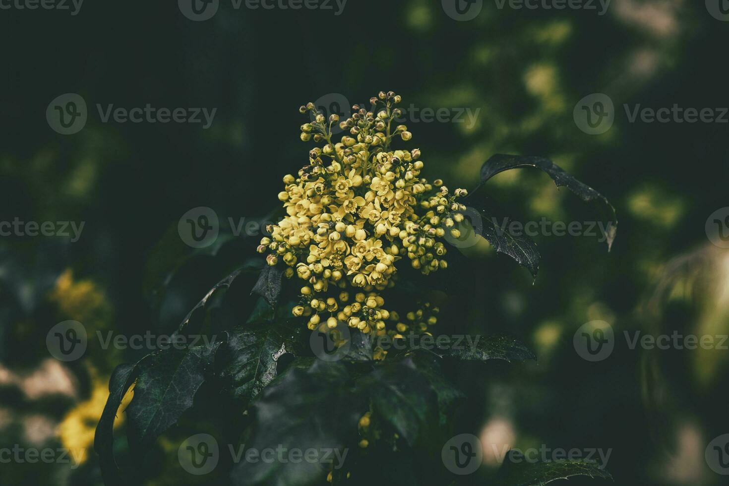 yellow small flowers in a natural environment in the garden on a warm spring day in close-up photo