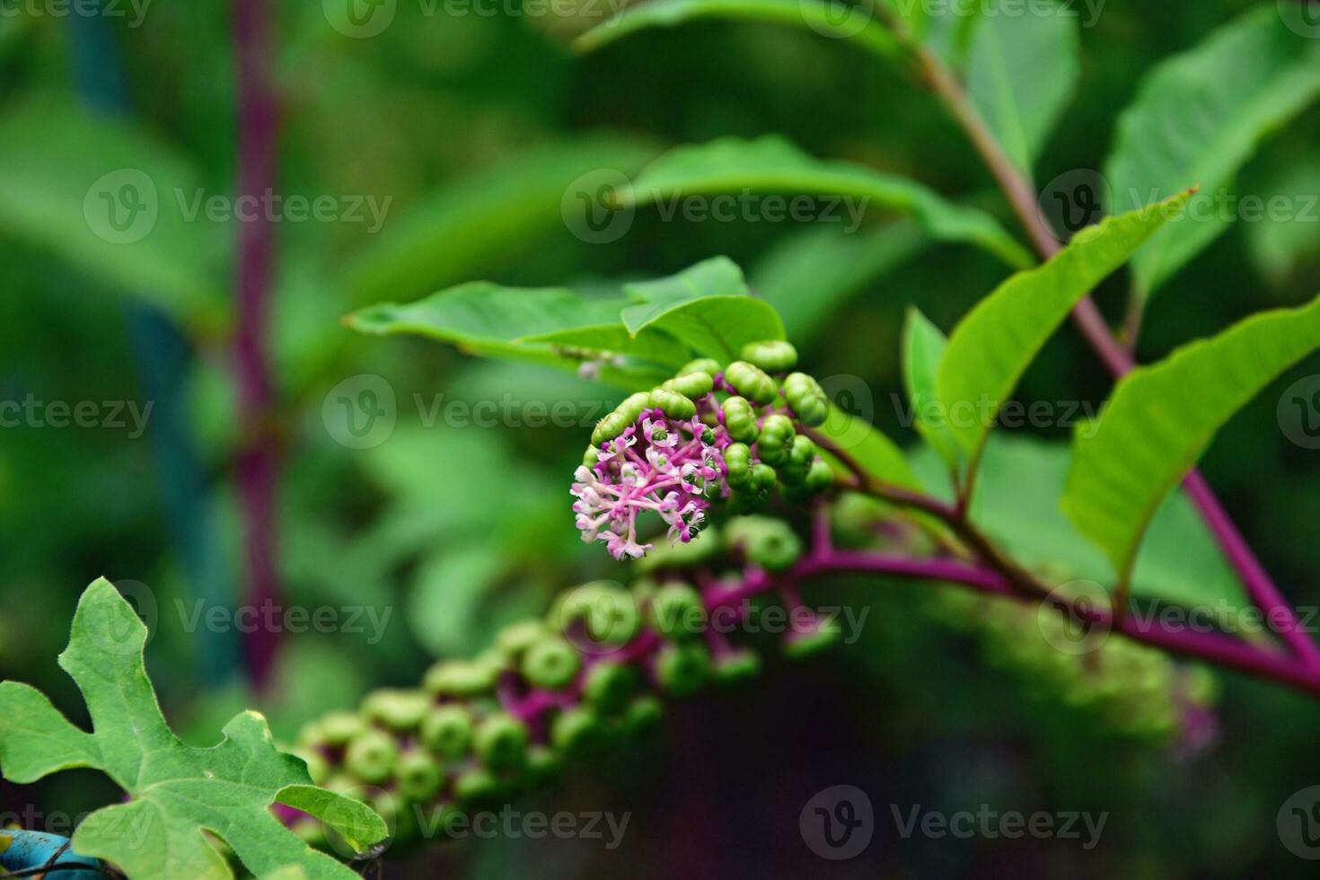 plant with green leaves and purple stems in the summer garden forming a background, photo