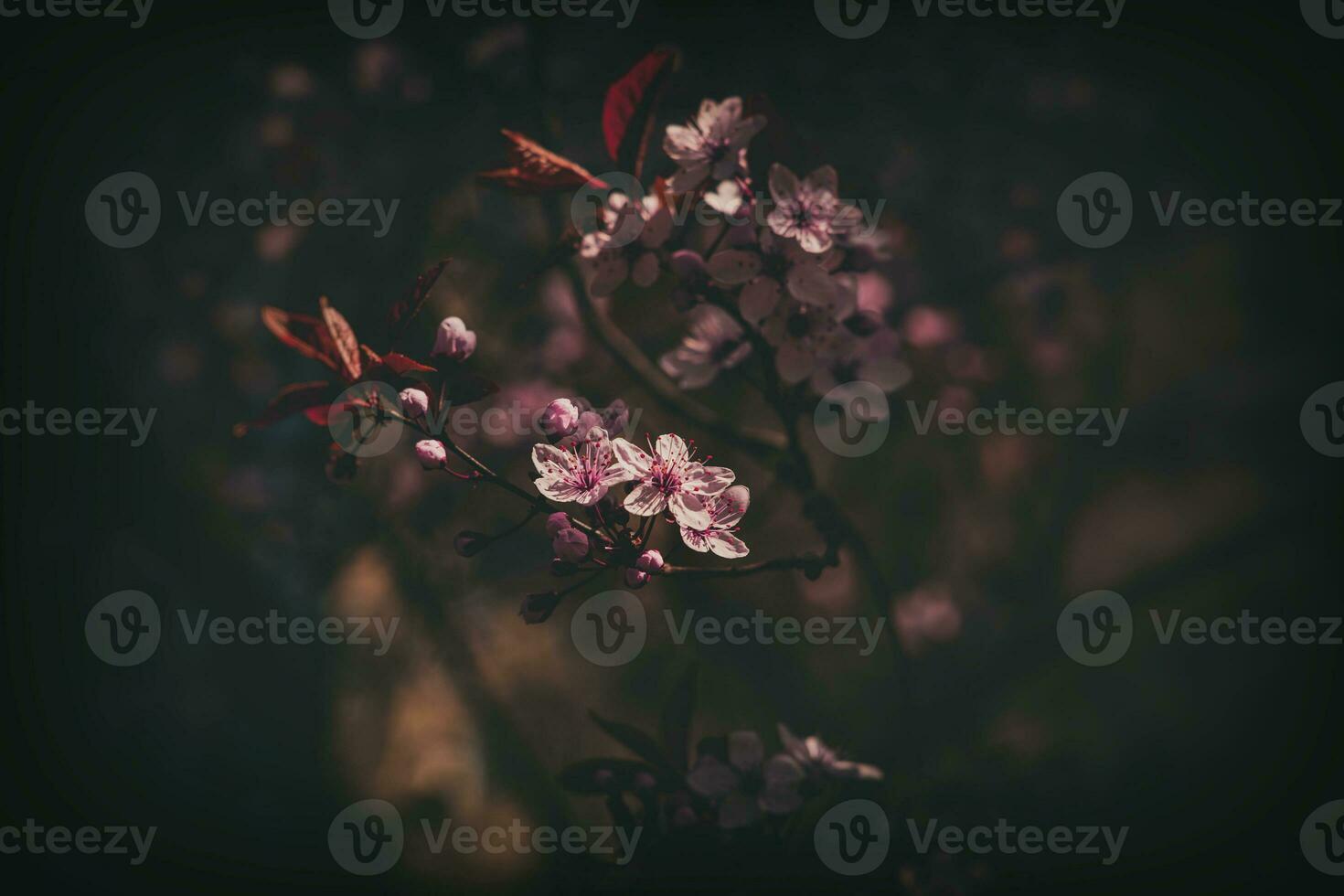 spring tree full of small delicate pink flowers on a beautiful warm sunny day photo