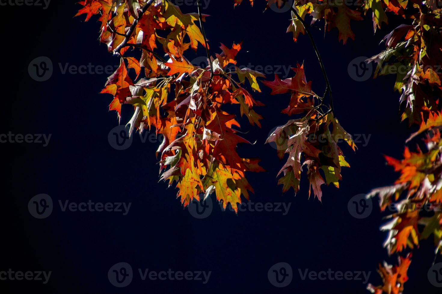 red oak leaves in the warm autumn sun on a black smooth background photo