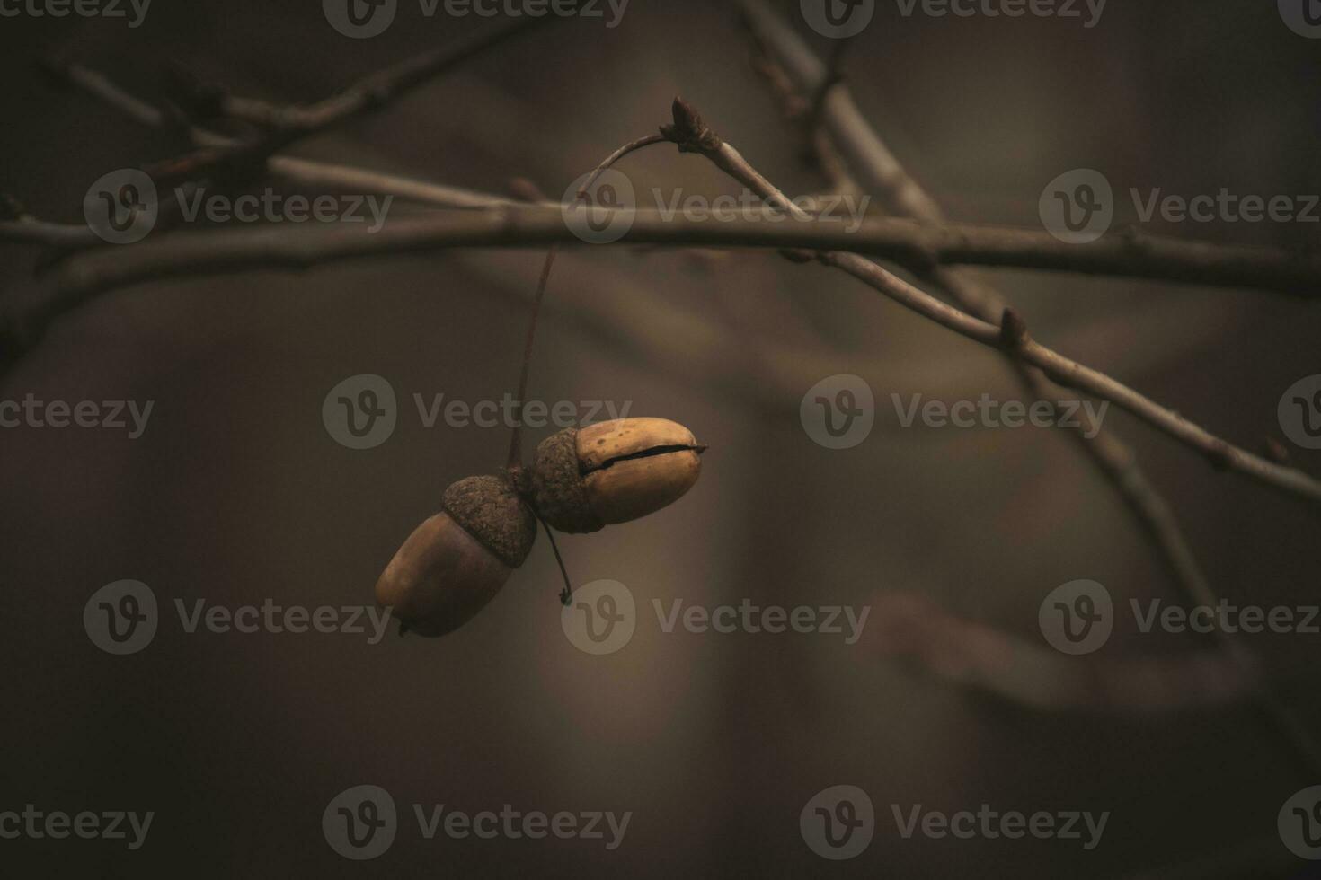 l lonely small autumn twig with acorn on a dark and sad background photo
