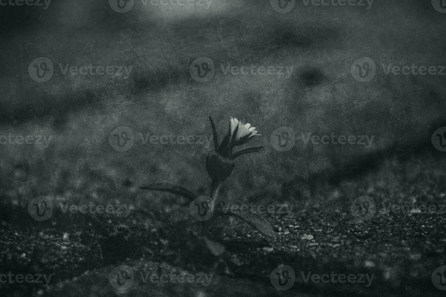 a tiny delicate white flower fighting for a place to live among concrete pavement sidewalks in the spring photo