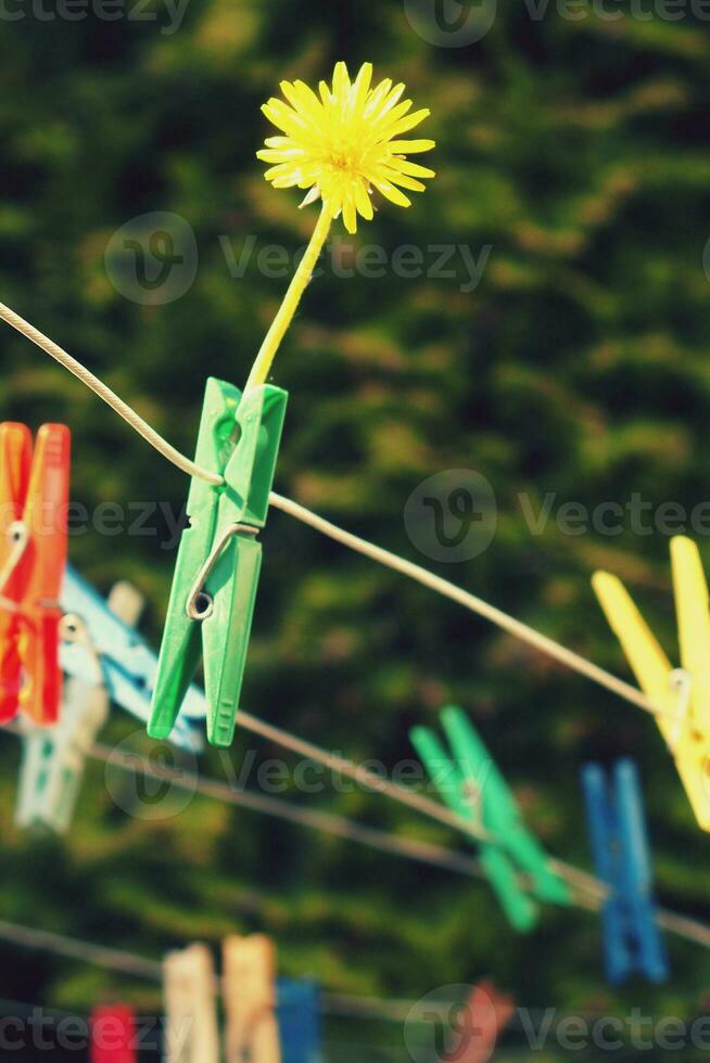 delicate flower milk pinned to paper clips on a rope to dry underwear photo