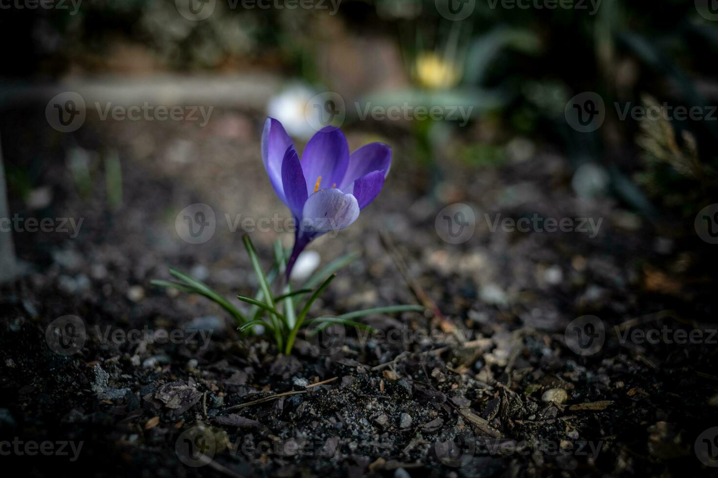 beautiful delicate crocus flower growing in the spring garden photo