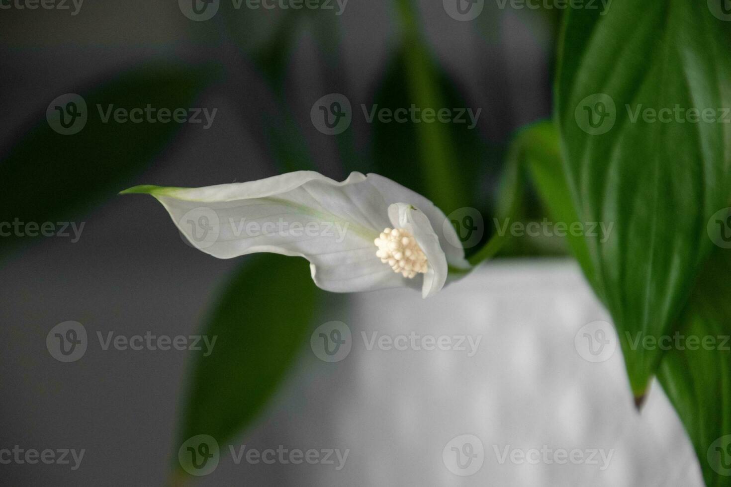 ome flower in a white pot cleansing the air on the shelf in close-up photo